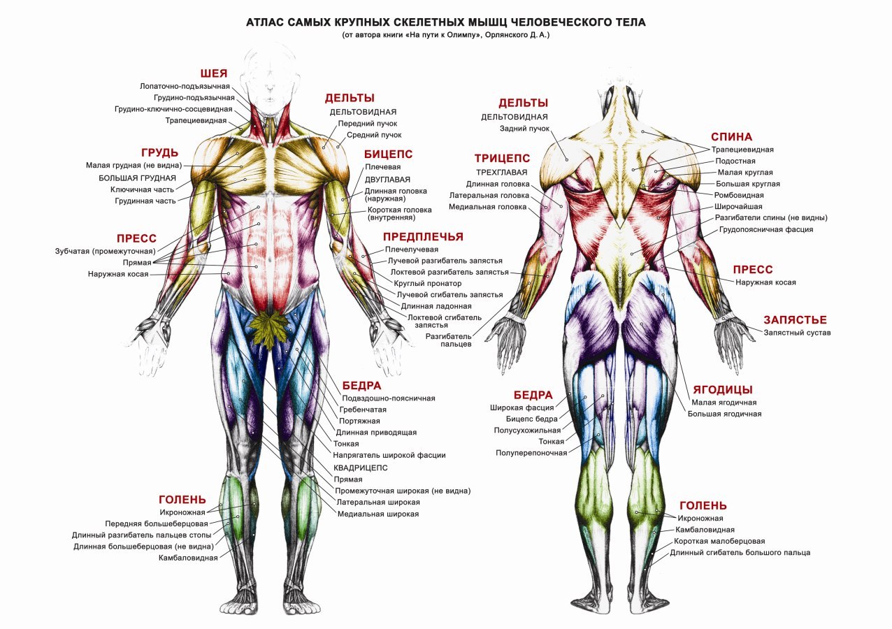 Анатомия мышц человека с описанием